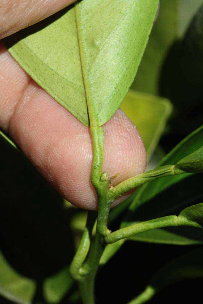              Petiole (Riverside, CA)       